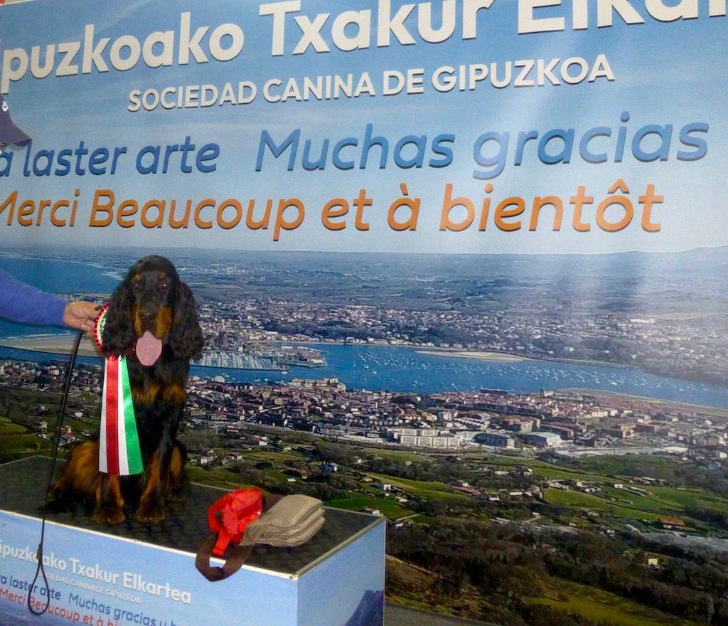 Villy CACS J CACIB Jeune à Irun  Espagne BOB Jeune