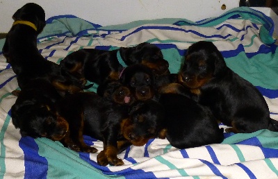 Des Pralines D'Aubejoux - Les BBs de Castille ont 14 jours .....