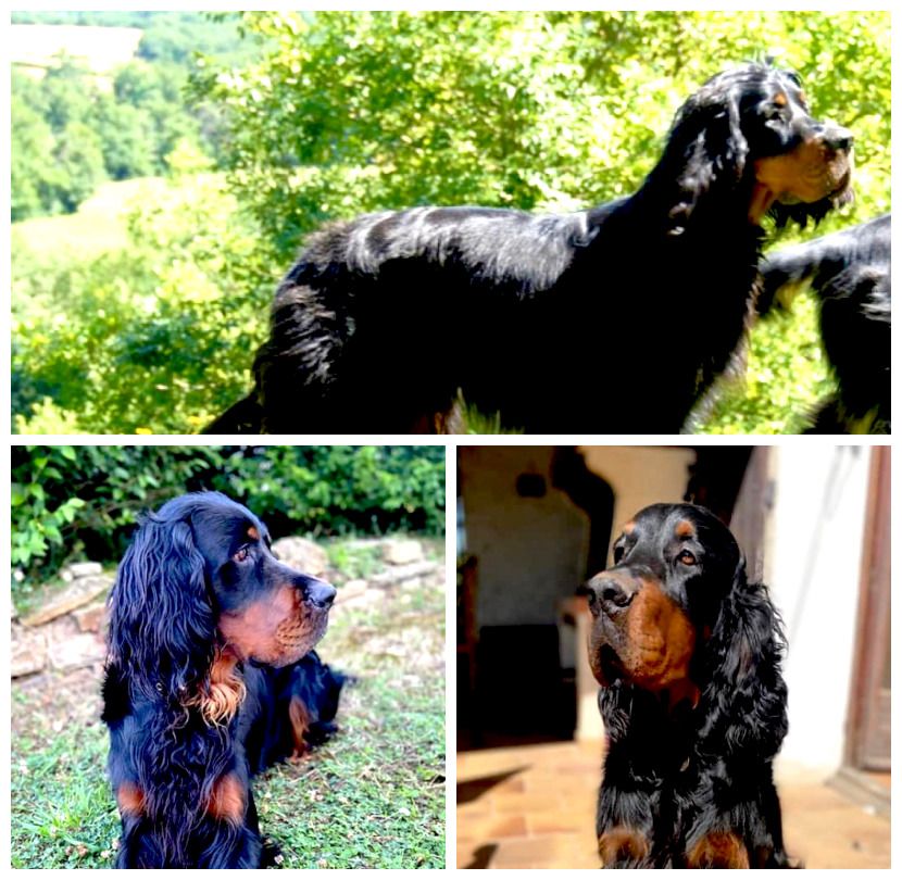 Des Pralines D'Aubejoux - Rubbie, Raquirah, Ragnnar, Rock'One ont 2 ans :