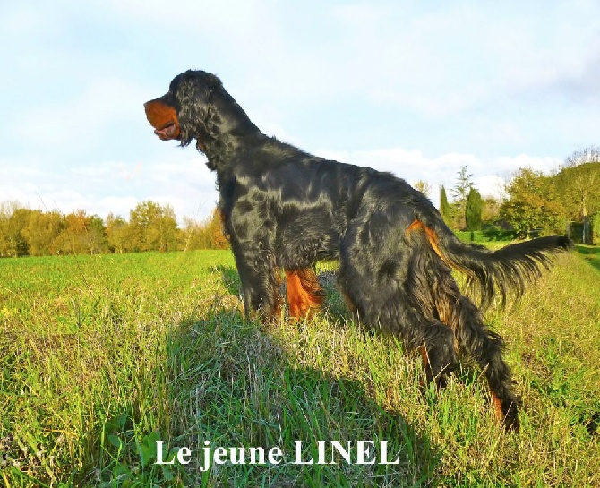 Des Pralines D'Aubejoux - LInel vient de remporter 3 expositons d'affilée