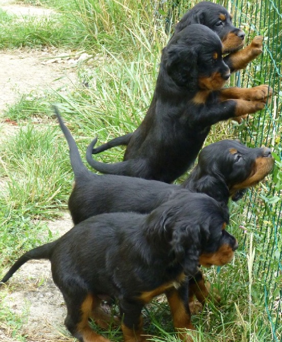 Des Pralines D'Aubejoux - Les chiots ont 6 semaines ....