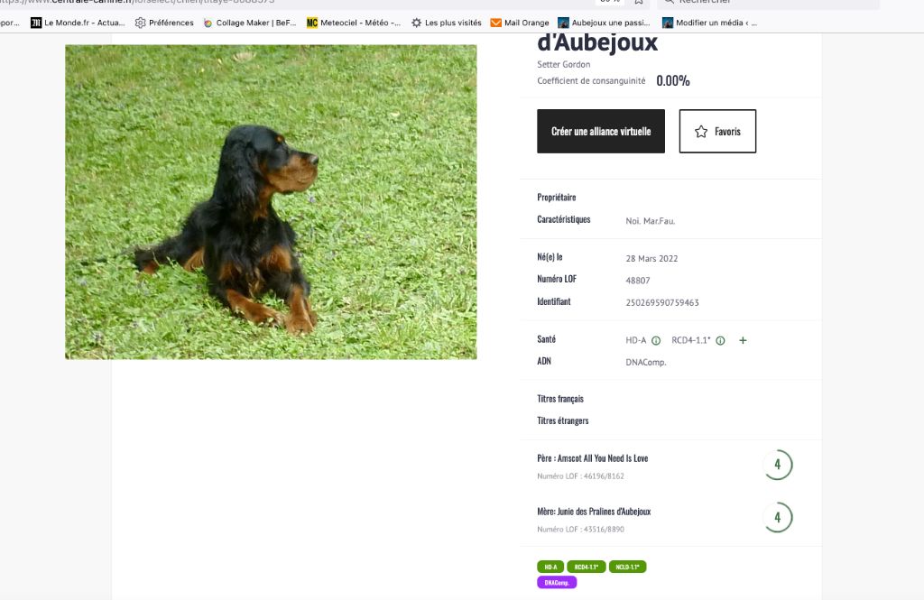 Des Pralines D'Aubejoux - La belle Titaye : dysplasie A et indemne aff. génétiques