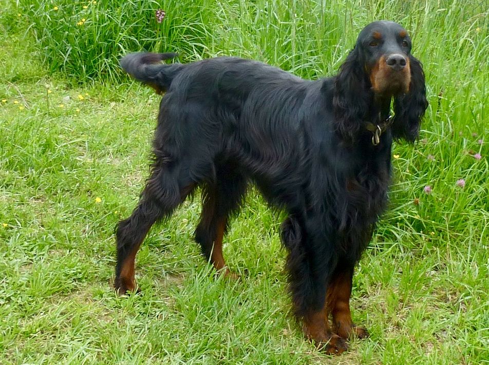 Des Pralines D'Aubejoux - Février Toulouse CAC CACIB BOB pour Jaizon