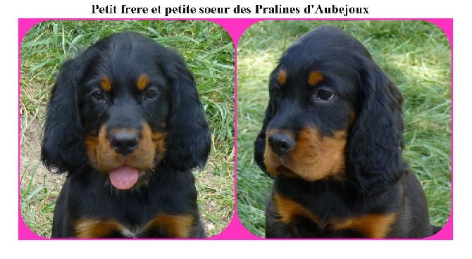 Des Pralines D'Aubejoux - Frère et soeur à 8 semaines ......