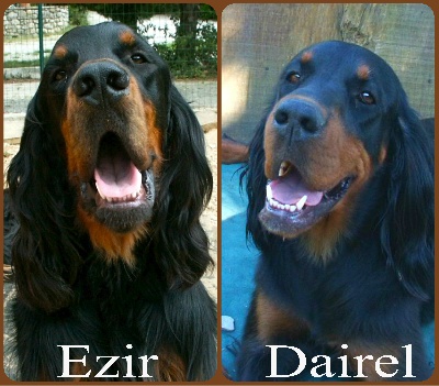 Des Pralines D'Aubejoux - Naissance des 8 chiots d'Ezir et de Tr. Dairel le 6 fév