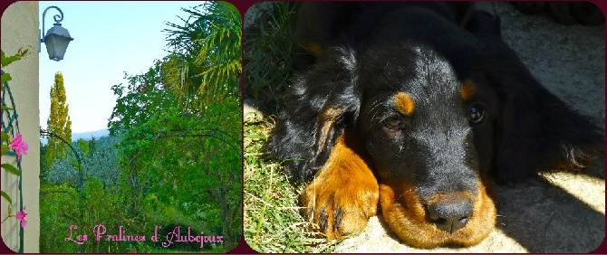 Des Pralines D'Aubejoux - Chiot aux Pralines d' Aubejoux