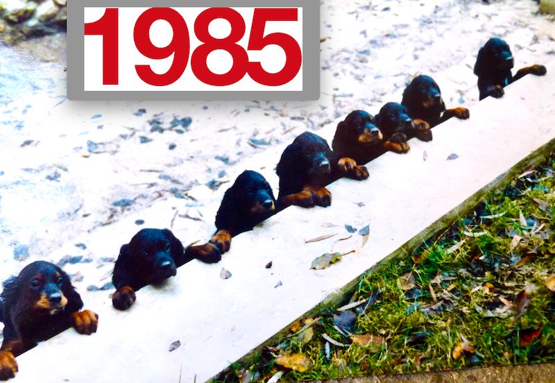 Des Pralines D'Aubejoux - 1985 1ère portée à l'élevage des Pralines d'Aubejoux