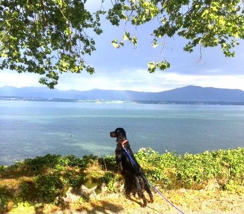 Des Pralines D'Aubejoux - Spinelle devant son lac Léman ( Suisse )