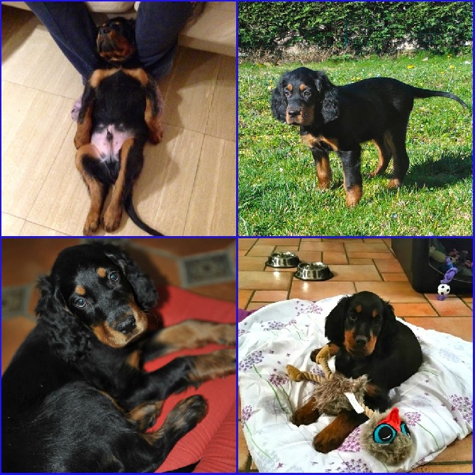 Des Pralines D'Aubejoux - Les chiots dans leurs nouvelles familles :