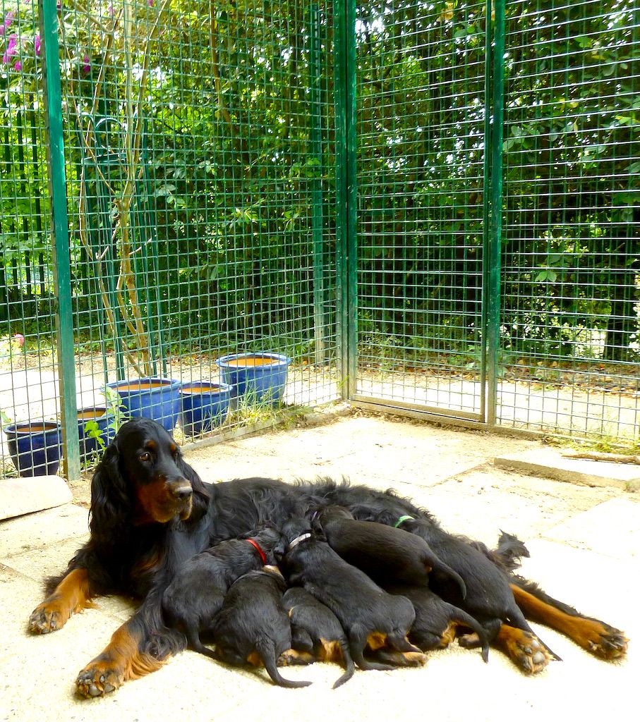 Des Pralines D'Aubejoux - Souinet et ses 7 chiots : 3 M et 4 F :