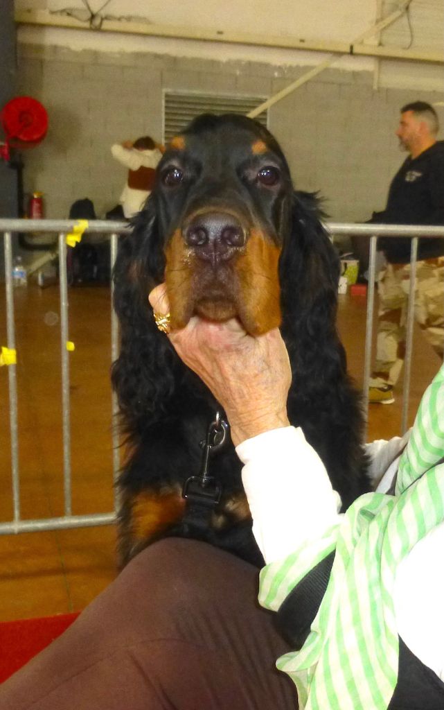 Des Pralines D'Aubejoux - Villy BEST Meilleur Puppy à l'exp de Castres 2024